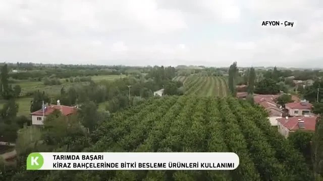 Afyon Çay'da Lekesiz Kiraz Bahçesi: AgroTroia Başarı Hikayesi