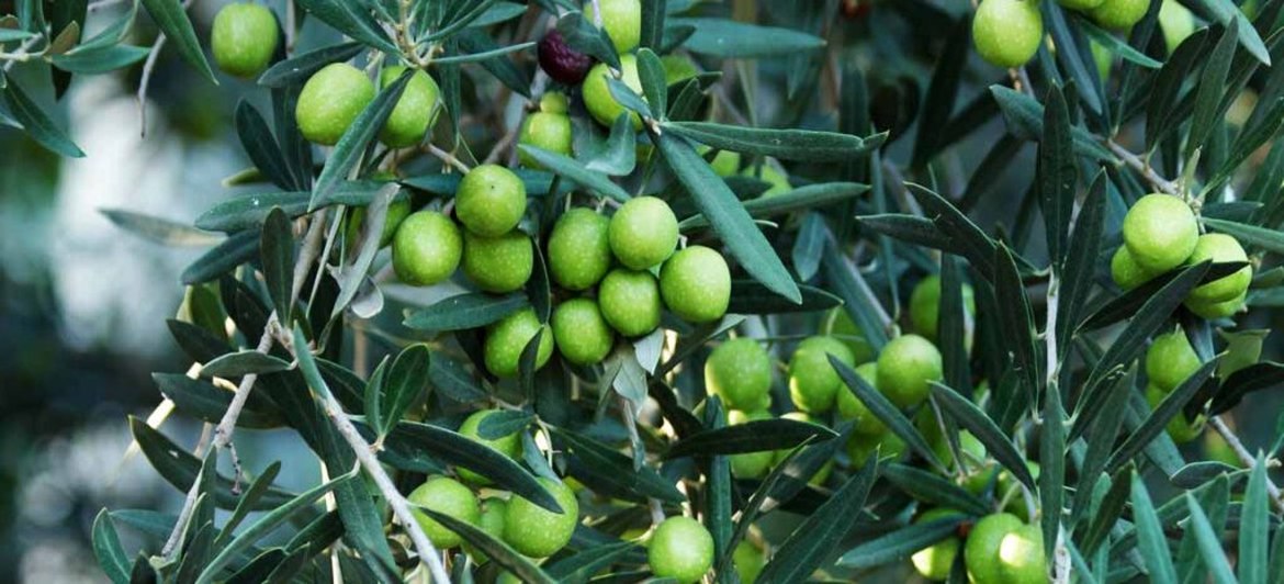 Zeytin